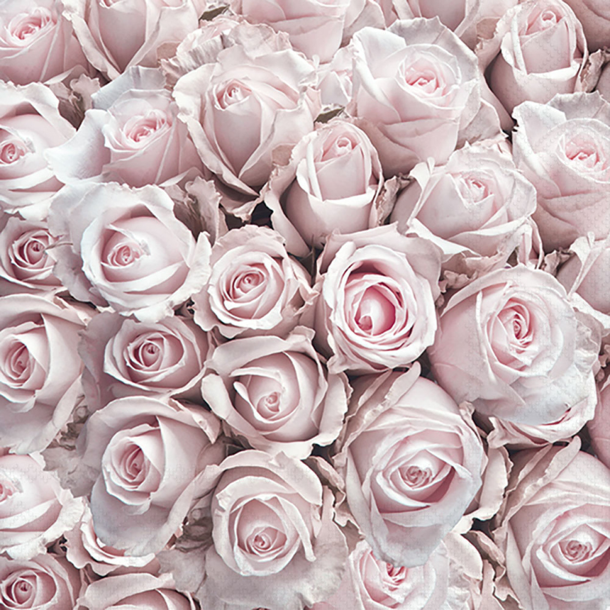 TOVAGLIOLI 33X33 PASTEL ROSES 13311450